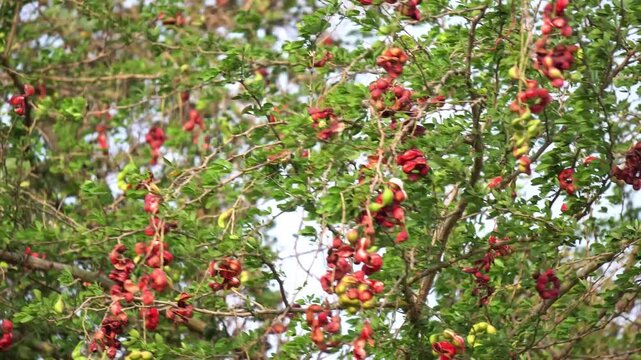Manila Tamarind Fruits Hanging on Tree Tropical Agriculture Scene. Jungle Jalebi Fruit Tree with Ripe Pods Tropical Farming Concept. Camachile Fruit Hanging on Tree Branch Tropical Agriculture.