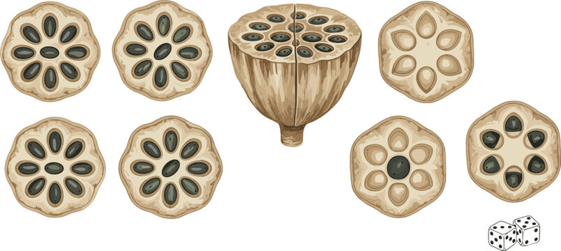 Vector illustration of lotus seed pod cross-sections with geometric seed patterns and dice in creative composition
