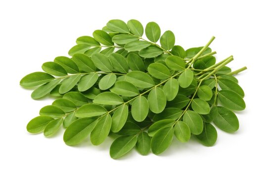 Fresh Senna siamea leaf clusters isolated on white surface