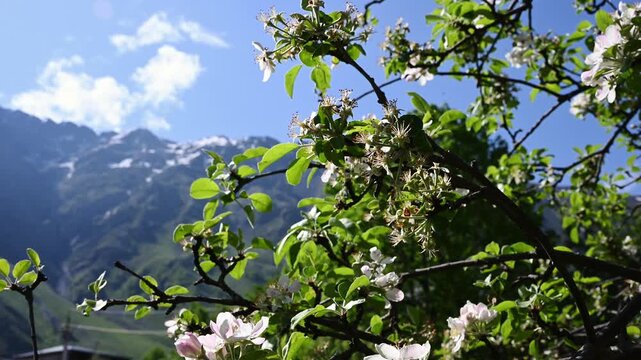 Apple tree blossoms in Stepantsminda with Mount Kazbek view, spring mountain landscape in Georgia, blooming fruit tree branch against snowy peaks and blue sky, caucasus nature travel concept.