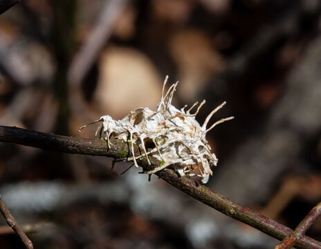 Cordyceps Ophiocordyceps zombie fungi parasitism on moth empty shell on a twig branch