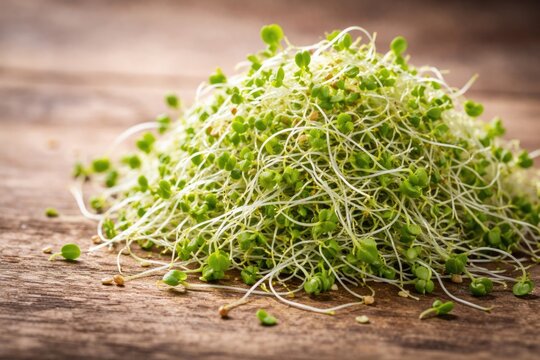 Fresh alfalfa sprouts pile with copy space for text or design