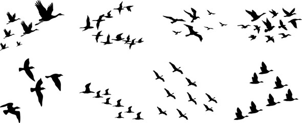 Obraz premium Flock of birds silhouette png black silhouette of bird flock flying on white background, Beautiful flock of birds flying in blue sky png transparent background Png