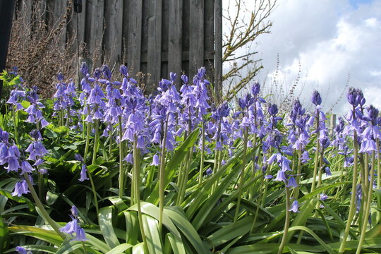 a group beautiful bright blue bluebells at a sunny day in a garden in springtime