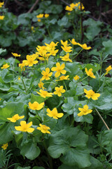 Obraz premium Marsh-marigold (Caltha palustris) grows in the moist forest