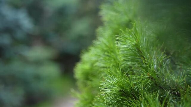 Close-up view of vibrant green pine needles transitioning through a lush garden path, showcasing the natural beauty and texture of the foliage in a serene outdoor setting