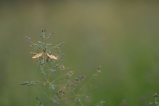una tipula su un fiore in primavera al tramonto