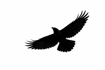 Fototapeta premium Soaring black crow silhouette on clean white background with open copy space