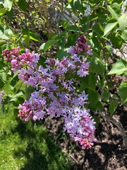 Fototapeta premium Lilac Blossom 
