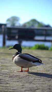 mallard duck chilling in the lake