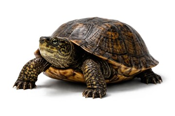 Obraz premium Terrapene Coahuila turtle standing alone against white background