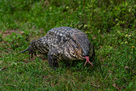Lagarto overo 