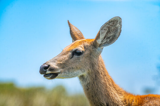 Ciervo de los pantanos
