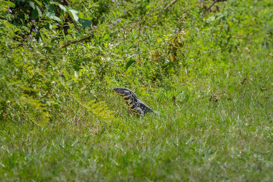 Lagarto Overo