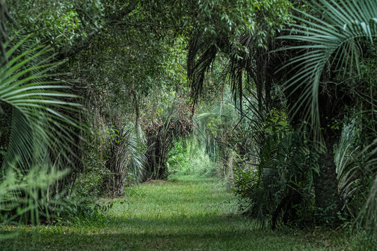 Sendero, bosque, selva