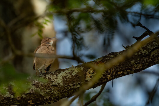 Ave, pajaro, volar, alas, &aacute;rbol, animal, naturaleza, fauna, bosque