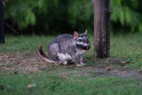 Vizcacha