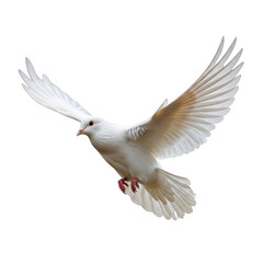 Fototapeta premium A white cockatoo with a yellow crest in mid-flight isolated on transparent background