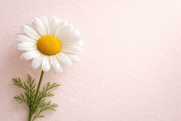 Obraz premium Fresh chamomile daisy flower shown with copy space on a pale pink textured background