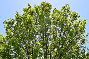 Fototapeta premium Elm Tree