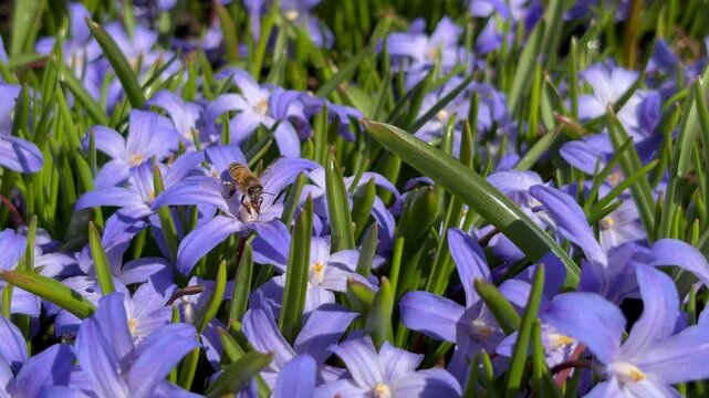 Honeybees sipping nectar from the blue-violet Chionodoxa flowers