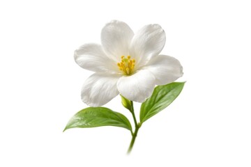 Obraz premium Isolated sampaguita blossom with crisp white background and natural lighting