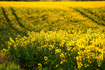 Fototapeta premium field of yellow flowers