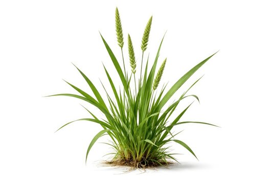 Close up of quack grass isolated on white background