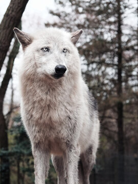 Majestic white wolf wallpaper standing in a forest, looking off into the distance with a focused expression 