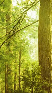Sunlight filters through tall trees in a dense forest. Green leaves and branches create a vibrant scene. The light highlights the natural setting. Soft sounds of nature surround the area.