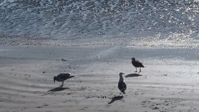 Shorebirds walking along sandy beach at low tide, one pecking for food, with expansive bay in background, capturing calm coastal wildlife activity.