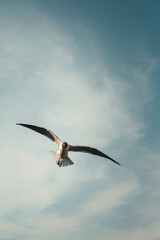 Naklejka premium Seagull in flight over a seaside boardwalk wallpaper
