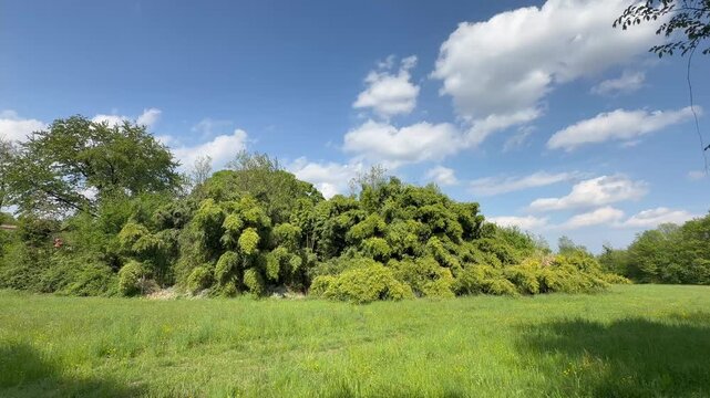 Wide view of lush green meadow with dense trees under blue sky and clouds, natural landscape in countryside, sunlight illuminating grass and foliage, peaceful outdoor scenery and environmental concept