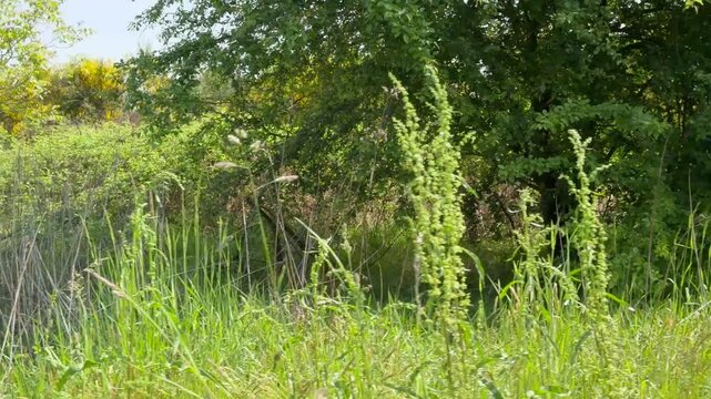 Wide view of lush green meadow with dense trees under blue sky and clouds, natural landscape in countryside, sunlight illuminating grass and foliage, peaceful outdoor scenery and environmental concept