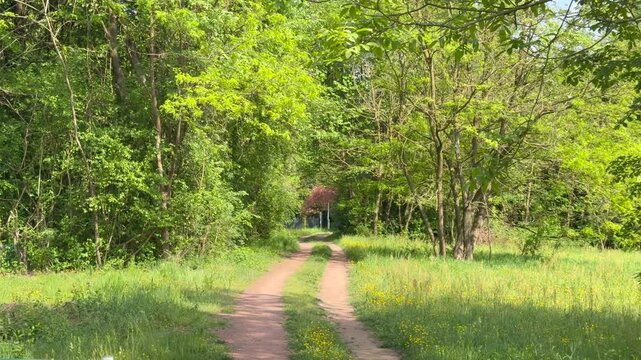 Cycling along a tree-lined bike path through lush green countryside, smooth paved trail with lane markings, sunlight filtering through foliage, outdoor recreation and sustainable mobility concept.