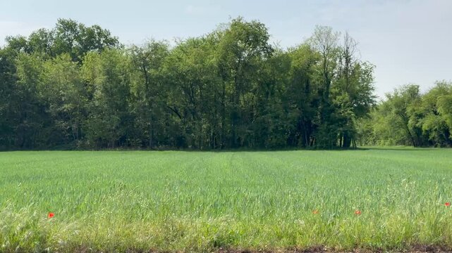 Wide view of lush green meadow with dense trees under blue sky and clouds, natural landscape in countryside, sunlight illuminating grass and foliage, peaceful outdoor scenery and environmental concept
