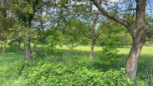 Wide view of lush green meadow with dense trees under blue sky and clouds, natural landscape in countryside, sunlight illuminating grass and foliage, peaceful outdoor scenery and environmental concept