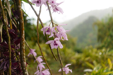Fleur tropicale © Cameron