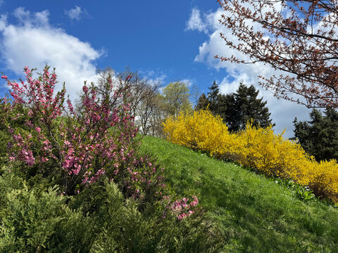 Beautiful spring nature with blloming yellow forsythia and pink prunus tenella dwarf almond shrubs