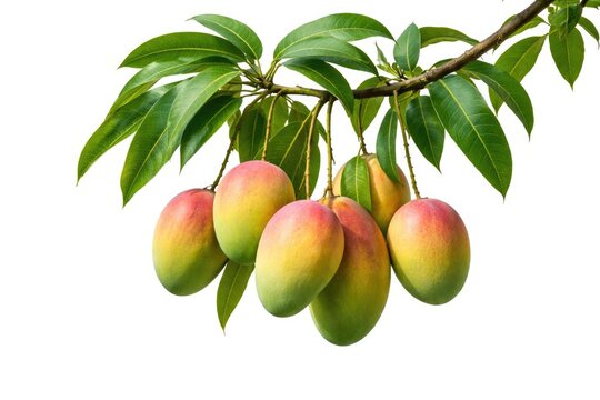Mango tree branch with ripe fruit isolated on white background