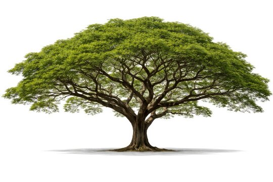 Monkey Pod tree isolated with visible branches on white backdrop