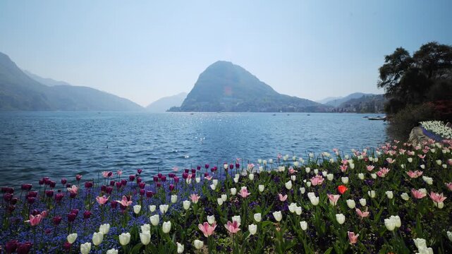 Static shot of colorful tulip garden in Parco Ciani with Lake Lugano and Monte San Salvatore