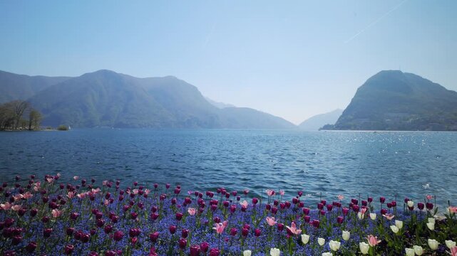 Panning shot of blooming tulips in Parco Ciani at Lake Lugano with mountains, Switzerland