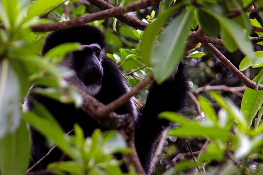 Mantled Guereza (Colobus guereza) peering through dense forest foliage.