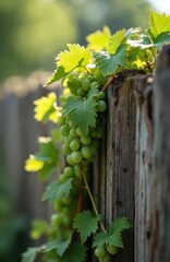 Naklejka premium Unripe green grapes grow on a weathered wooden fence. Vine leaves and developing grape bunches appear in soft sunlight on a rustic garden border. This image suggests growth and summer bounty.