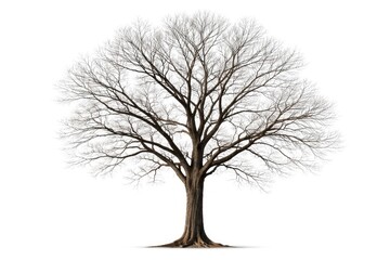 Obraz premium Leafless tree with reaching branches standing against a clean white background