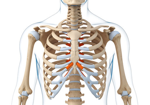 Detailed illustration of the human skeleton with highlighted intercostal muscles isolated on transparent background