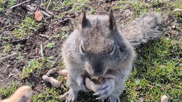 Close-up video of squirrel eating peanut while being hand-fed, capturing chewing sounds and detailed interaction between human and wildlife.