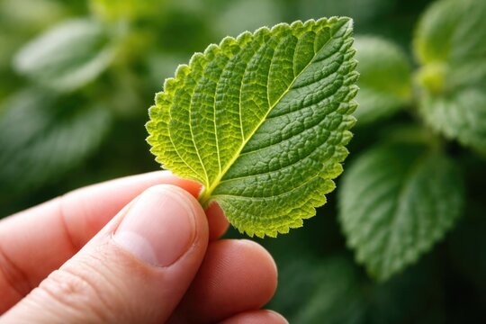 Macro view of coleus amboinicus plant leaf grasped by fingers
