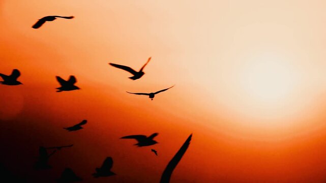  A flock of seagulls flies in silhouette across a warm orange sunset sky, creating soft motion against a smooth gradient backdrop, capturing a peaceful coastal atmosphere at dusk.